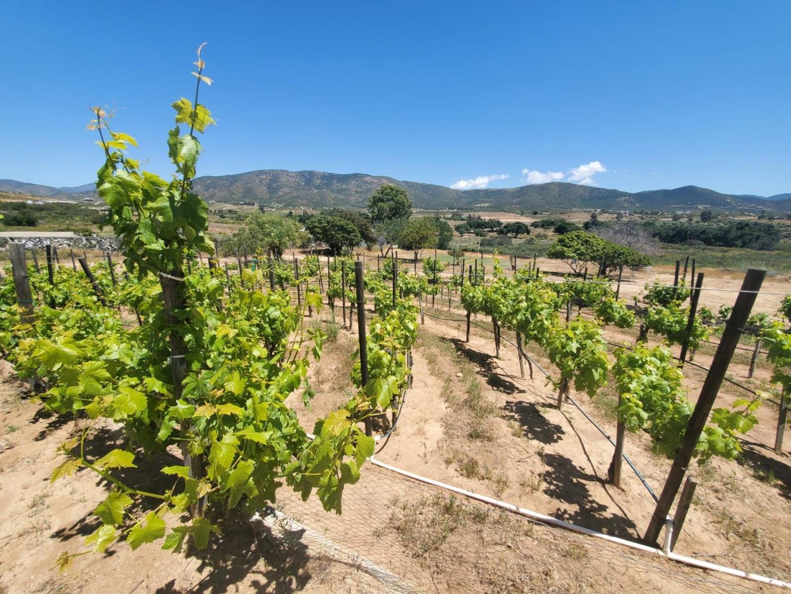 Finca Selah Ensenada Kültér fotó